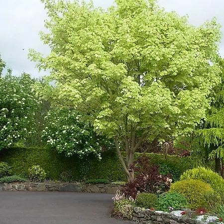 Bed and breakfast Meadow Bank 3*
